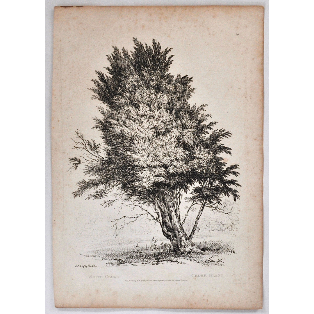 White Cedar, Cedre Blanc, White Cedar Tree, Rudiments and Characters of Trees, Rudiments, Characters of Trees, Trees, Dendrology, Xylology, Plants, Tree, Black and White, Botany, Villiers, Huet Villiers, 1806, Ackermann, R. Ackermann, Ackermann's Repository of Arts, plant classifications, tree classifications, tree prints, home decor, wall art, artwork, for sale, original, antique prints