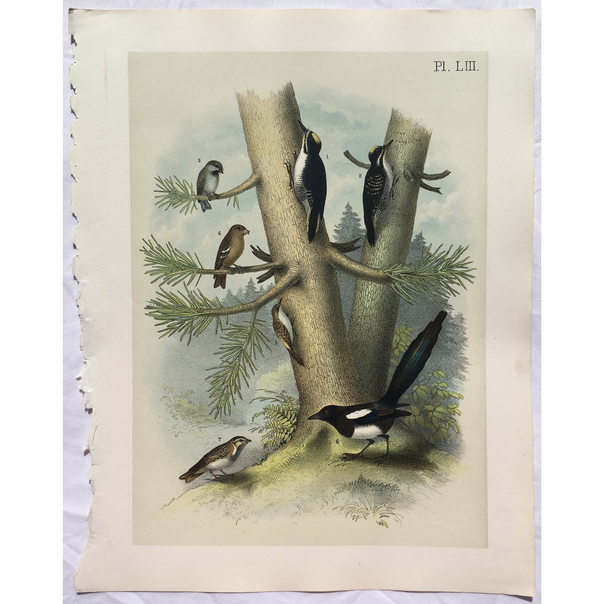 Bird, Birds, Ornithology, Black-Backed Three-Toed Woodpecker, Picoides arcticus, Black Beaked, Three toed, Woodpecker, Picoides, Articulus, Bird Prints, American Birds, Studer, Birds of North America, Jacob Henry Studer, 1888, Victoria Cooper Antique Prints, engravings, print set, gallery wall, ideas, inspiration, colorful bird orints, bird prints, colorful, beach house decor, cottage decor, traditional decor, interior design, interior decorating, design ideas, room reno, cute, playful, fun, art