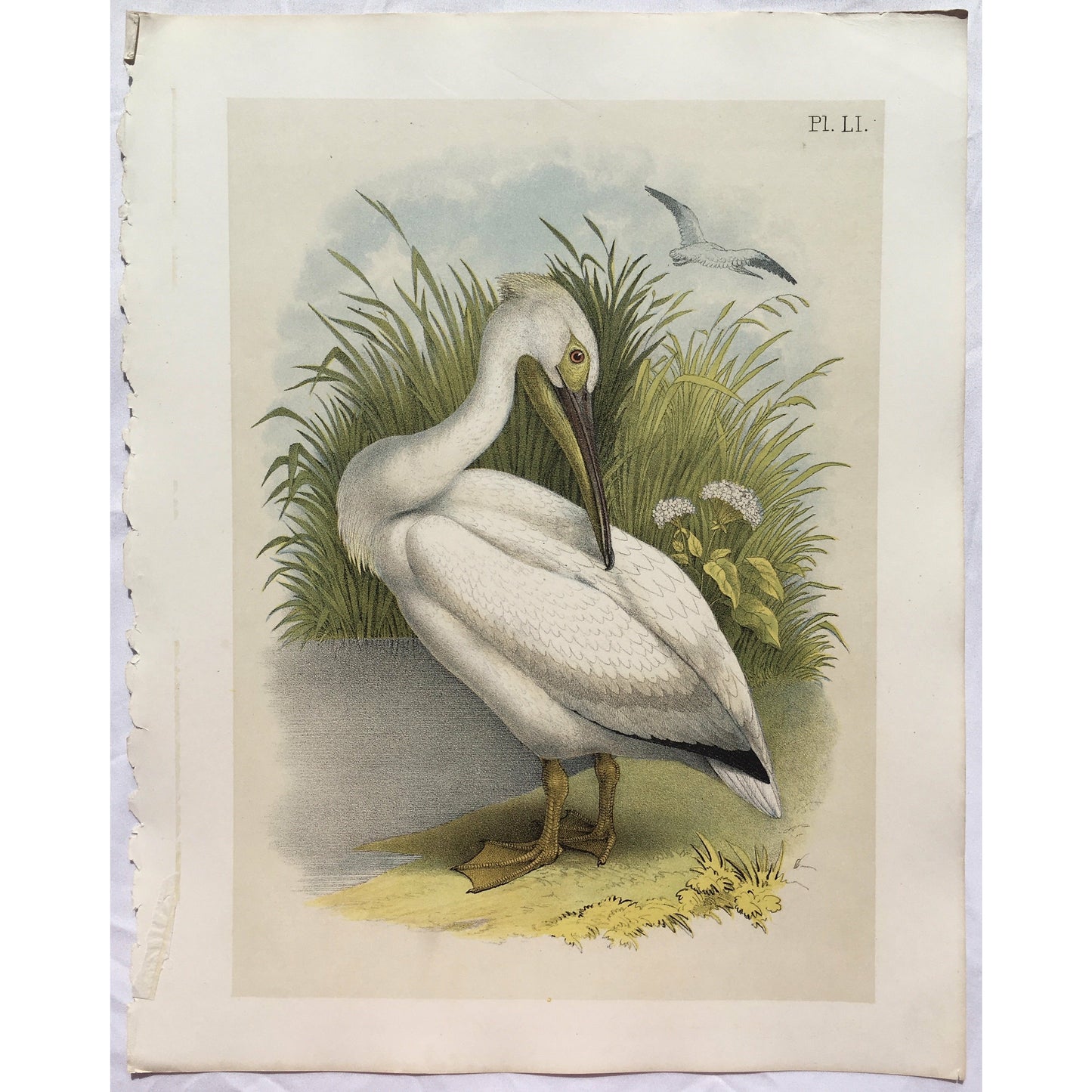 Bird, Birds, Ornithology, The White Pelican, Pelicanus trachyrhynchus, White Pelican, White, Pelican, White Birds, Bird Prints, American Birds, Studer, Birds of North America, Jacob Henry Studer, 1888, bird prints, old prints, antique prints, original, art, decor, design, inspiration, white birds, colorful, playful art, home decor, interior decor, interior design,