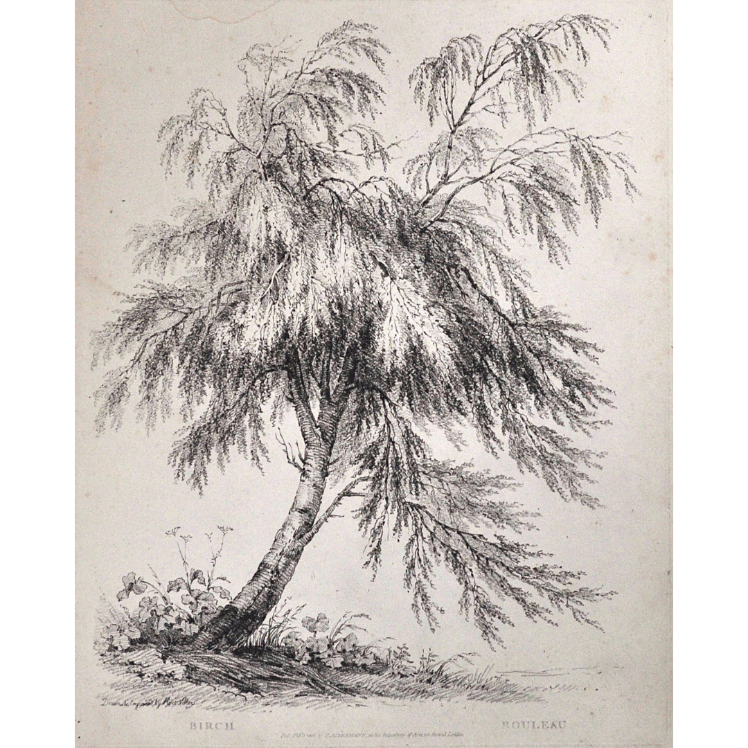 Birch, Bouleau, Birch Tree, Rudiments and Characters of Trees, Rudiments, Characters of Trees, Trees, Dendrology, Xylology, Plants, Tree, Black and White, Botany, Villiers, Huet Villiers, 1806, Ackermann, R. Ackermann, Ackermann's Repository of Arts, plant classifications, tree classifications, print set, tree prints, old prints, antique prints, home decor, wall decoration, wall decor, wall art, artwork, for sale, design, engraving