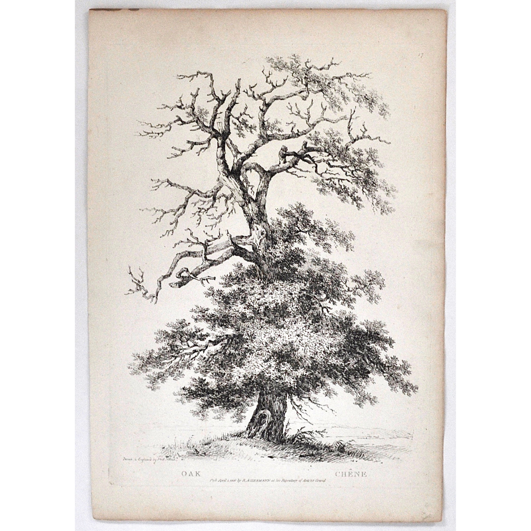 Oak, Chêne, Oak Tree, Rudiments and Characters of Trees, Rudiments, Characters of Trees, Trees, Dendrology, Xylology, Plants, Tree, Black and White, Botany, Villiers, Huet Villiers, 1806, Ackermann, R. Ackermann, Ackermann's Repository of Arts, plant classifications, tree classifications, tree prints, old prints, vintage, art, decor, ideas, classic, traditional, style, artwork, Victoria Cooper Antique Prints