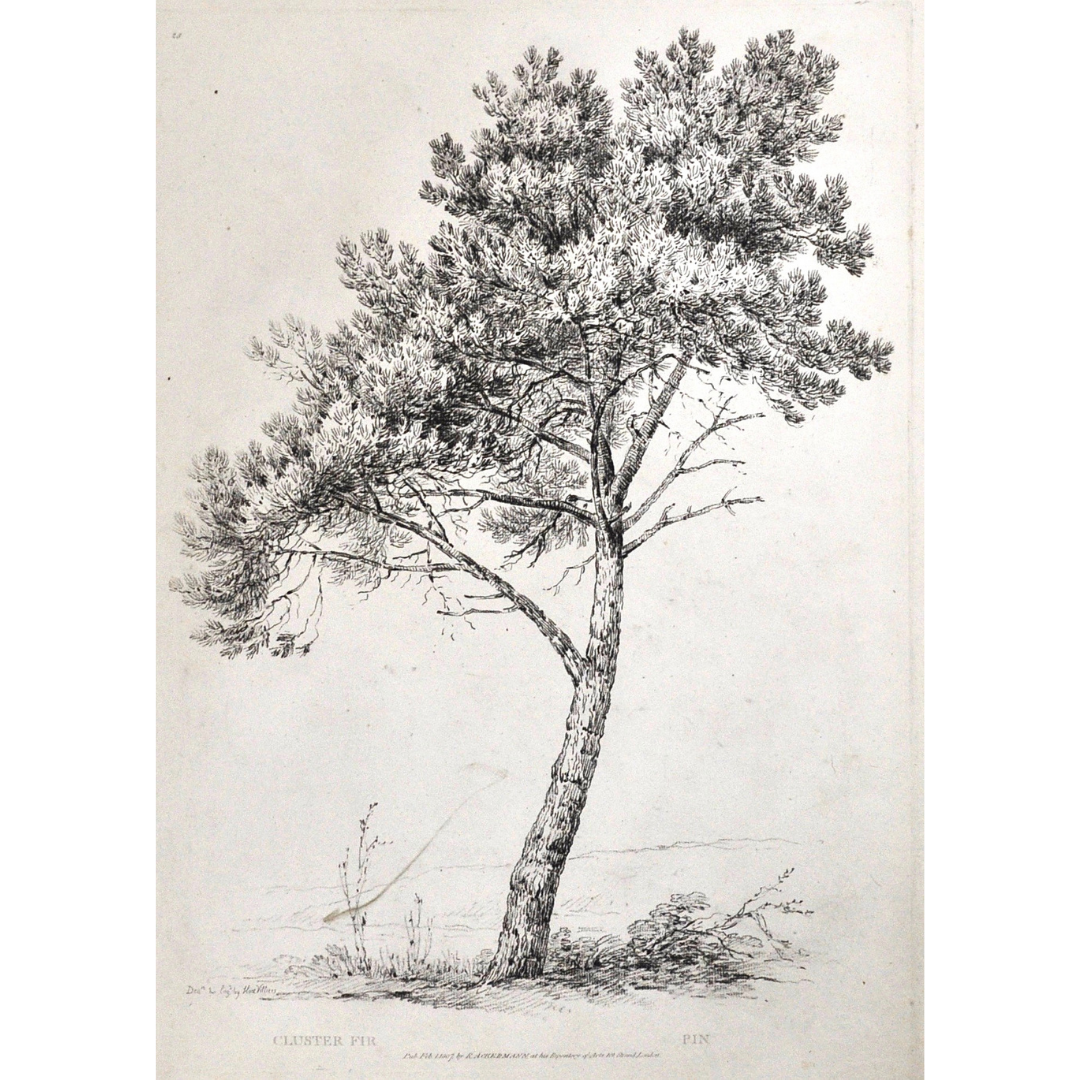 Cluster Fir, Pin, Fir, Fir Tree, Rudiments and Characters of Trees, Rudiments, Characters of Trees, Trees, Dendrology, Xylology, Plants, Tree, Black and White, Botany, Villiers, Huet Villiers, 1806, Ackermann, R. Ackermann, Ackermann's Repository of Arts, plant classifications, tree classifications, tree prints, botanical prints, old prints, home decor, interior decor, wall decor, wall art, artwork, for sale, design, illustration, engraving, Victoria Cooper Antique Prints, whimsical