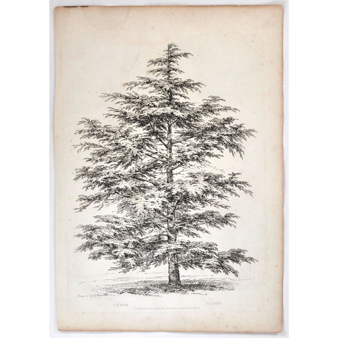 Cedar, Cedre, Cedar Tree, Rudiments and Characters of Trees, Rudiments, Characters of Trees, Trees, Dendrology, Xylology, Plants, Tree, Black and White, Botany, Villiers, Huet Villiers, 1806, Ackermann, R. Ackermann, Ackermann's Repository of Arts, plant classifications, tree classifications, tree prints, botnanical prints, prints of trees, antique prints, wall decor, home decor, interior decor, artwork, for sale