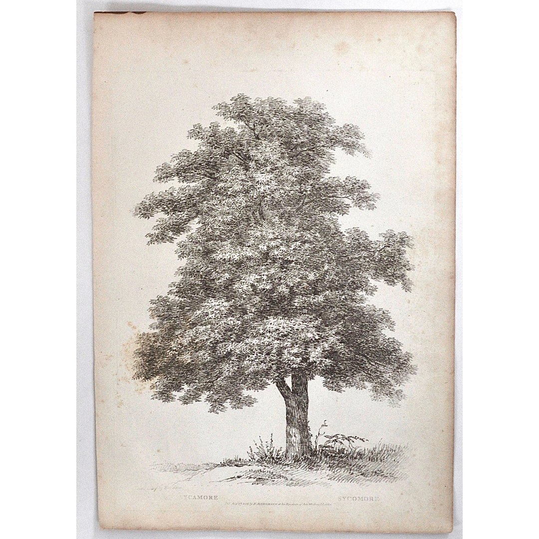 Sycamore, Sycomore, Sycamore Tree, Rudiments and Characters of Trees, Rudiments, Characters of Trees, Trees, Dendrology, Xylology, Plants, Tree, Black and White, Botany, Villiers, Huet Villiers, 1806, Ackermann, R. Ackermann, Ackermann's Repository of Arts, plant classifications, tree classifications, tree prints, botanical prints, home decor, wall decor, antique prints, artwork, for sale