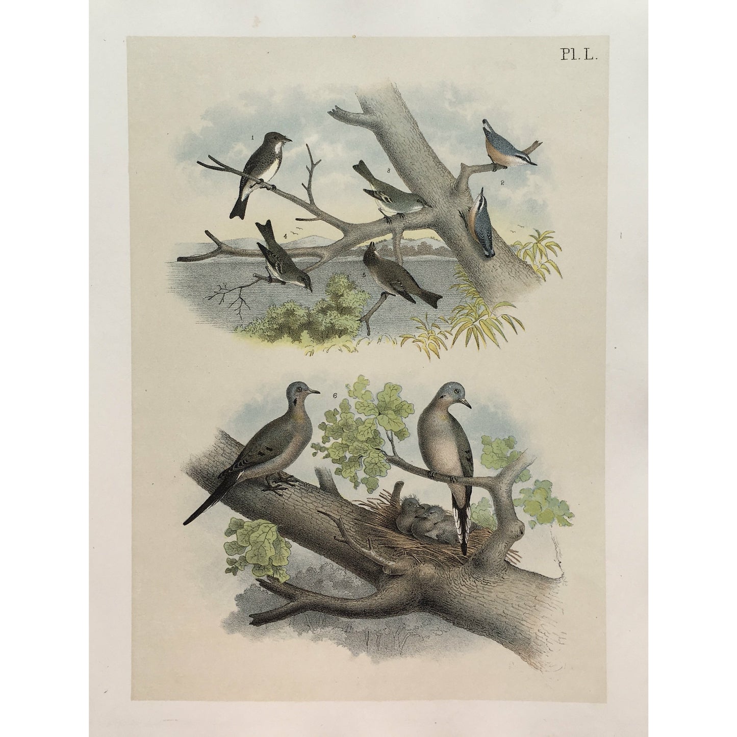 Bird, Birds, Ornithology, Olive-sided Flycatcher, Olive-sided, Flycatcher, Fly-catcher, Contopus, Borealis, Bird Prints, American Birds, Studer, Birds of North America, Jacob Henry Studer, 1888, bird prints, home decor, interior decor, wall decor, interior design, ideas, playful, fun, colorful, original prints, old prints, kitchen decor, kitchen art, powder room decor, poder room art, traditional decor, traditional artwork, design, detail, inspiration, 