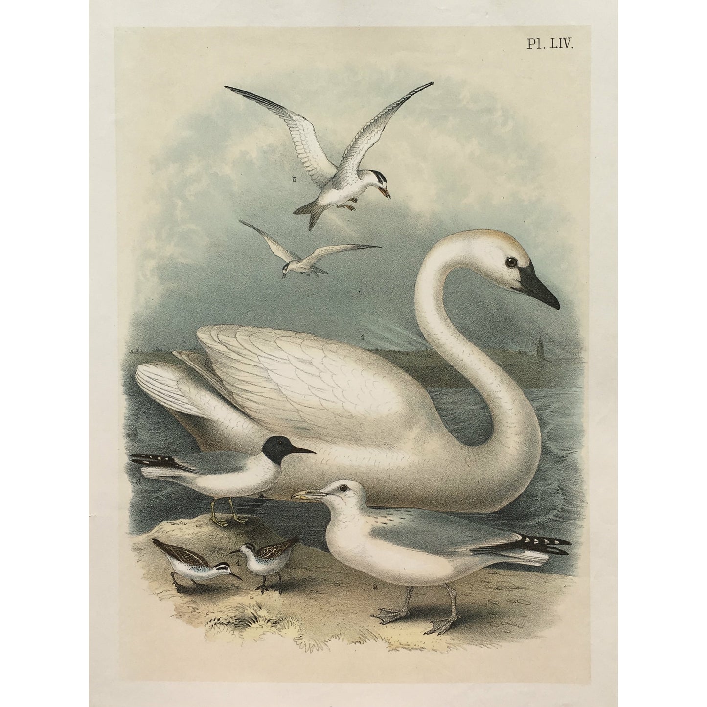 Bird, Birds, Ornithology, Trumpeter Swan, Cygnus buccinator, Trumpeter, Swan, Cygnus, Buccinator, White Birds, Bird Prints, American Birds, Studer, Birds of North America, Jacob Henry Studer, 1888, bird prints, bird lovers, original, engrvings, home decor, interior decor, interior design, design ideas, inspiration, wall art, bird art, wall decor, decoration, design, detail, white birds, lovely, calming, charming,