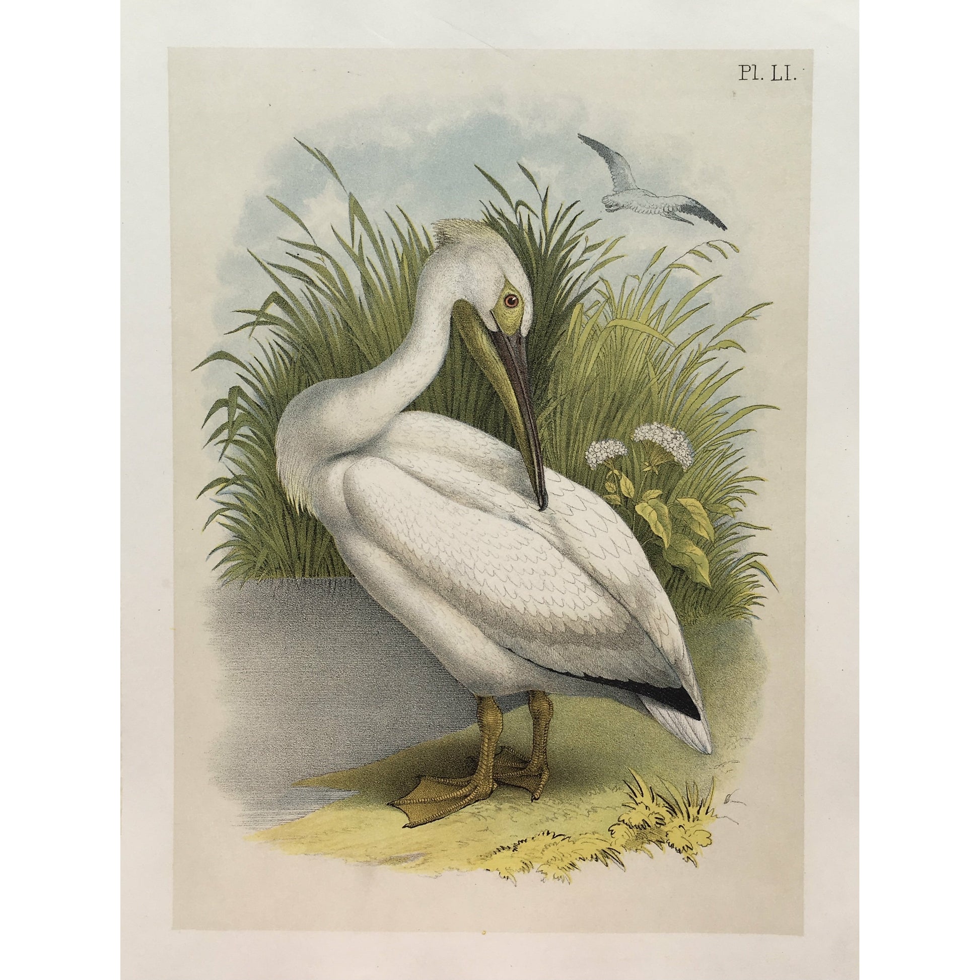 Bird, Birds, Ornithology, The White Pelican, Pelicanus trachyrhynchus, White Pelican, White, Pelican, White Birds, Bird Prints, American Birds, Studer, Birds of North America, Jacob Henry Studer, 1888, bird prints, old prints, antique prints, original, art, decor, design, inspiration, white birds, colorful, playful art, home decor, interior decor, interior design,