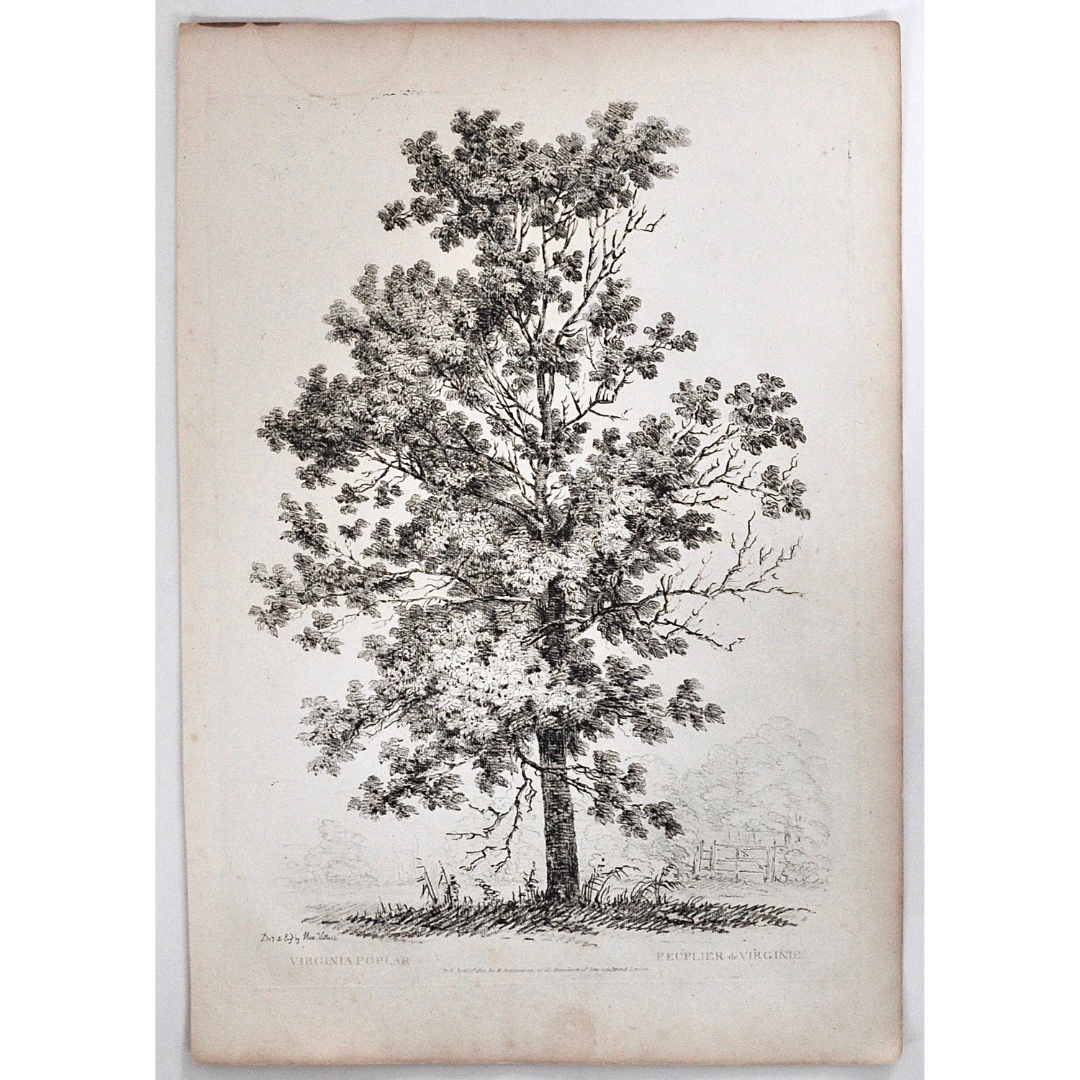 Virginia Poplar, Peuplier de Virginie, Virginia Poplar Tree, Rudiments and Characters of Trees, Rudiments, Characters of Trees, Trees, Dendrology, Xylology, Plants, Tree, Black and White, Botany, Villiers, Huet Villiers, 1806, Ackermann, R. Ackermann, Ackermann's Repository of Arts, plant classifications, tree classifications, tree prints, wall art, home decoration, artwork, for sale, prints