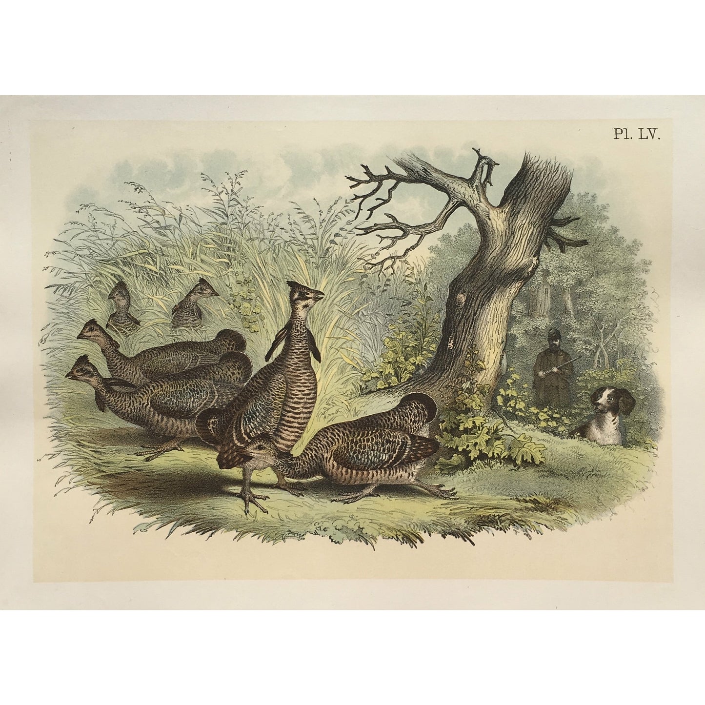 Bird, Birds, Ornithology, Pinnated Grouse, Prairie Hen, Cupidonia cupido, Pinnated, Grouse, Cupidonia, Cupido, Bird Prints, American Birds, Studer, Birds of North America, Jacob Henry Studer, 1888, bird prints, old prints, print sets, original, home decorating, interior design, design ideas, wildlife, nautral history, wall decor, wall art, office art, hallway art, traditional decor, tradtional, art, artwork, gallery wall, for sale, hunting, hunting dog, 