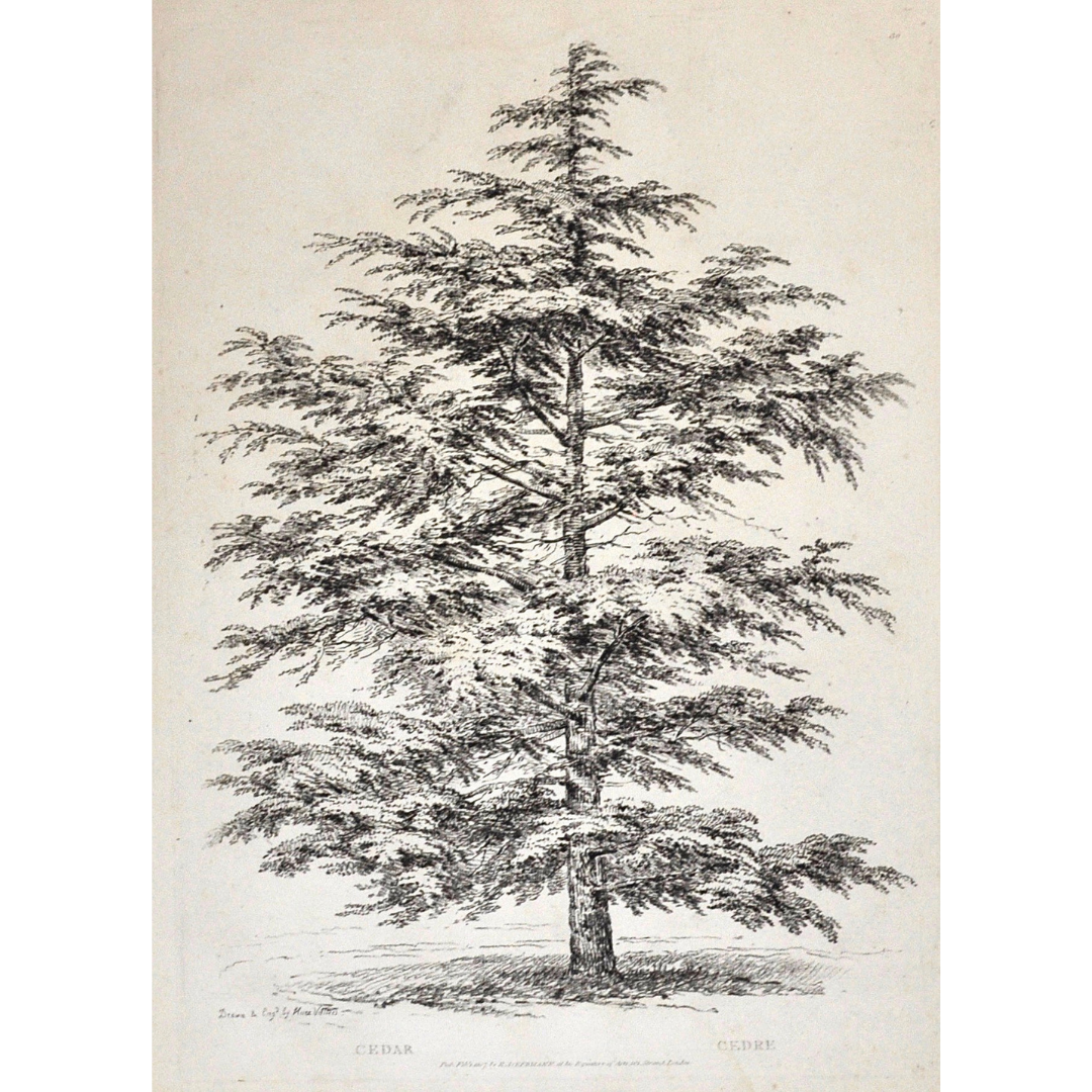 Cedar, Cedre, Cedar Tree, Rudiments and Characters of Trees, Rudiments, Characters of Trees, Trees, Dendrology, Xylology, Plants, Tree, Black and White, Botany, Villiers, Huet Villiers, 1806, Ackermann, R. Ackermann, Ackermann's Repository of Arts, plant classifications, tree classifications, tree prints, botnanical prints, prints of trees, antique prints, wall decor, home decor, interior decor, artwork, for sale